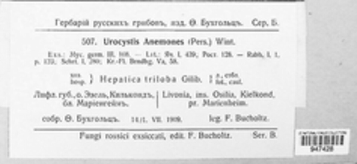 Urocystis anemones image